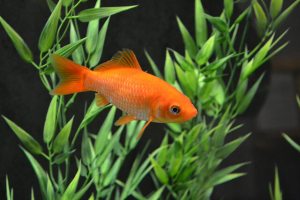 common-goldfish